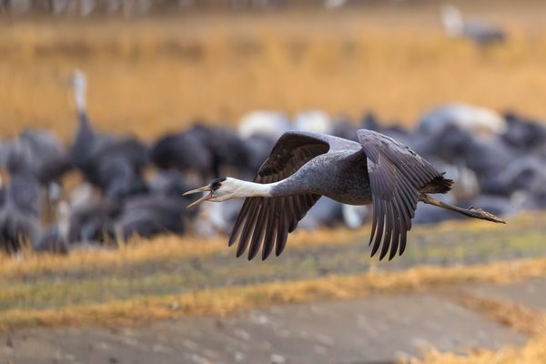 Hooded Crane