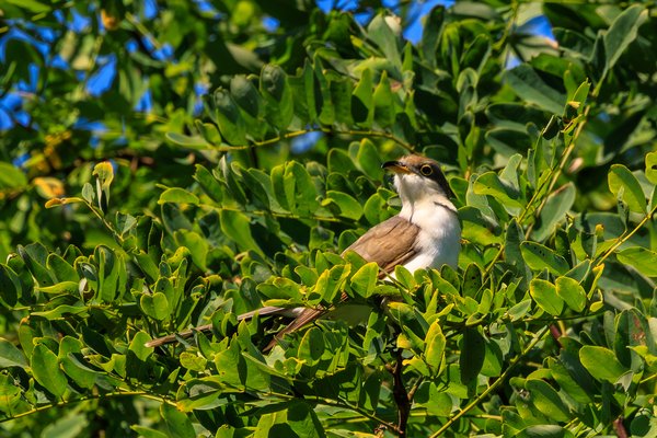 Yellow-billed Cuckoo