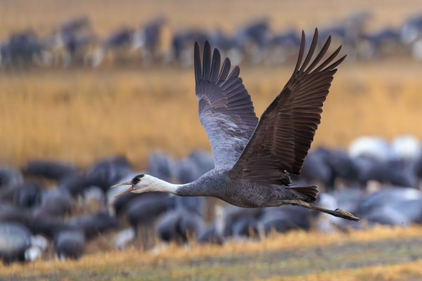 White-naped Crane