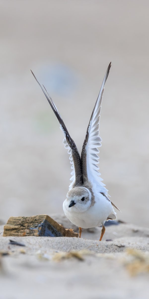 Piping Plover