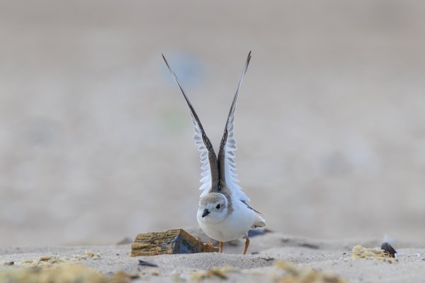 Piping Plover
