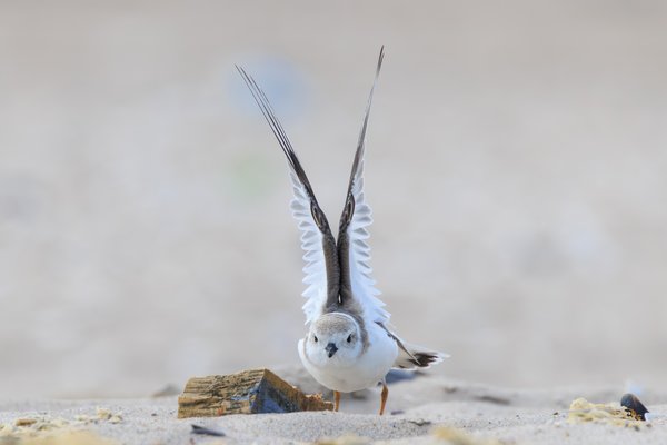 Piping Plover