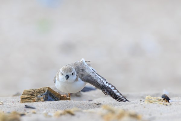 Piping Plover