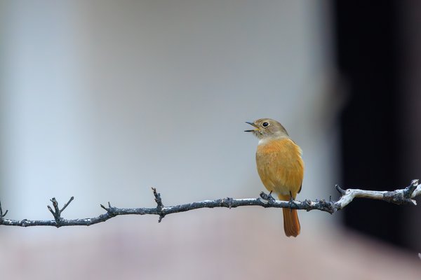 Daurian Redstart