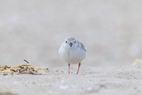 Piping Plover