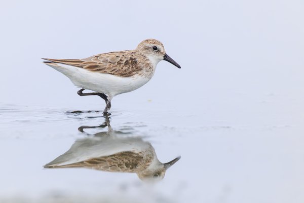 Semipalmated Sandpiper