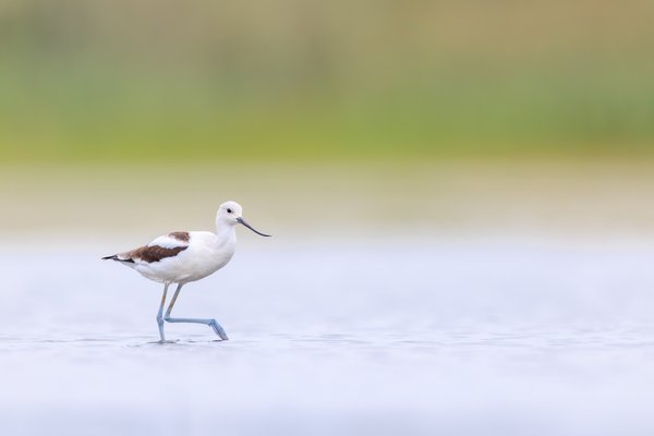 American Avocet