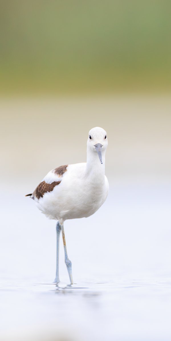 American Avocet