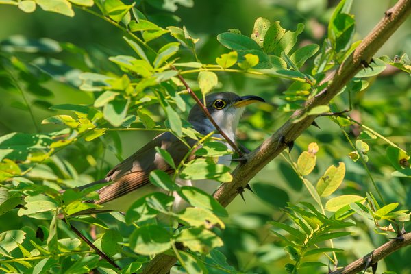 Yellow-billed Cuckoo