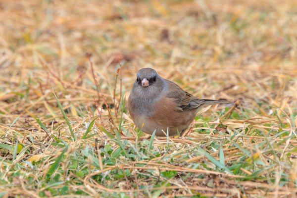 Dark-eyed Junco