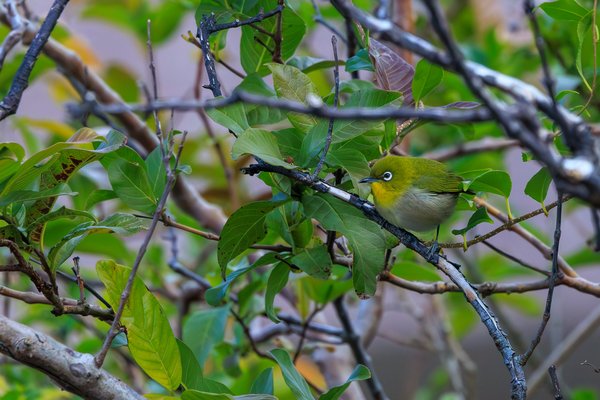Japanese White-eye