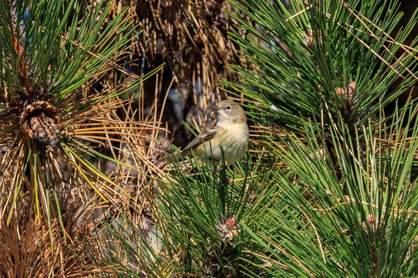Yellow-rumped Warbler