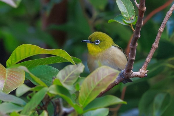 Japanese White-eye