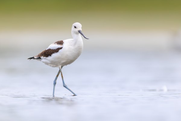 American Avocet