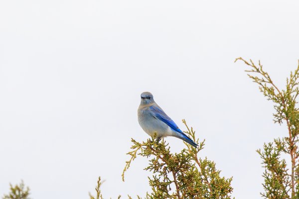 Mountain Bluebird