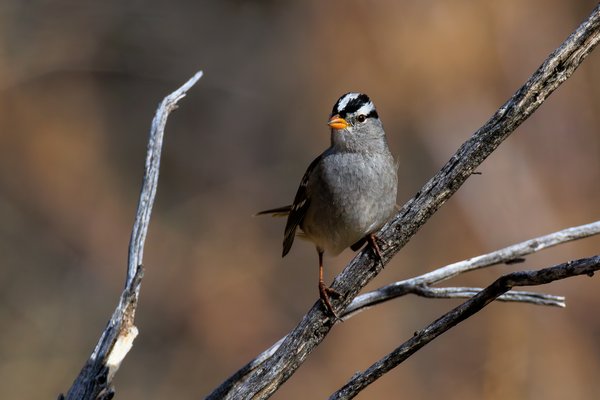 White-crowned Sparrow