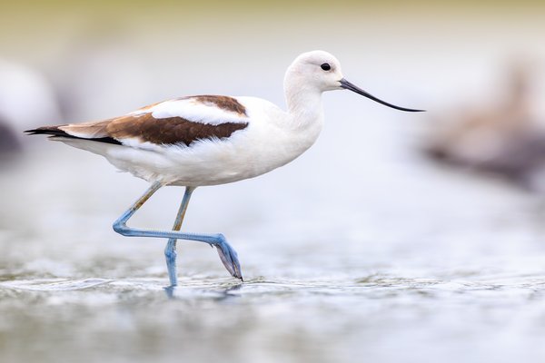 American Avocet
