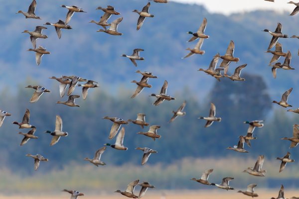 Mallard