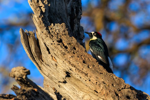 Acorn Woodpecker