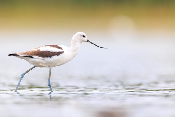 American Avocet