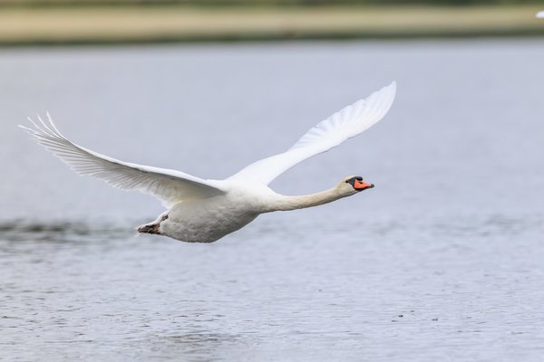 Mute Swan