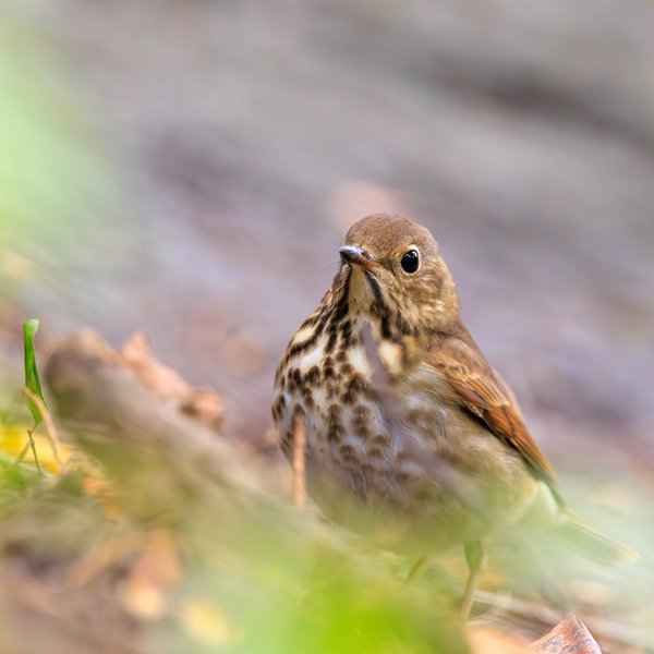 Hermit Thrush