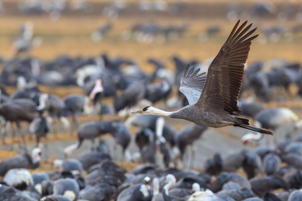 Hooded Crane