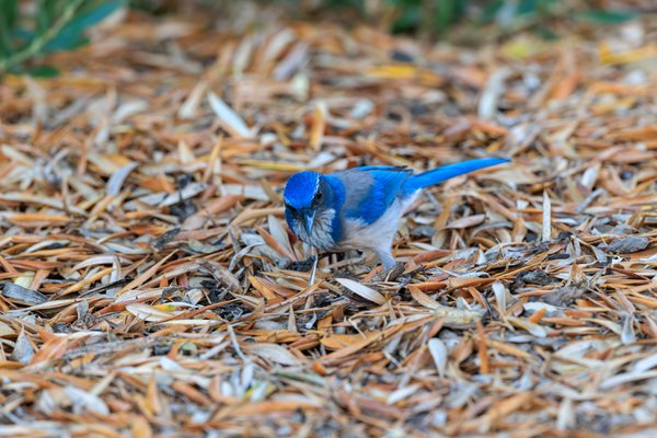 California Scrub-Jay