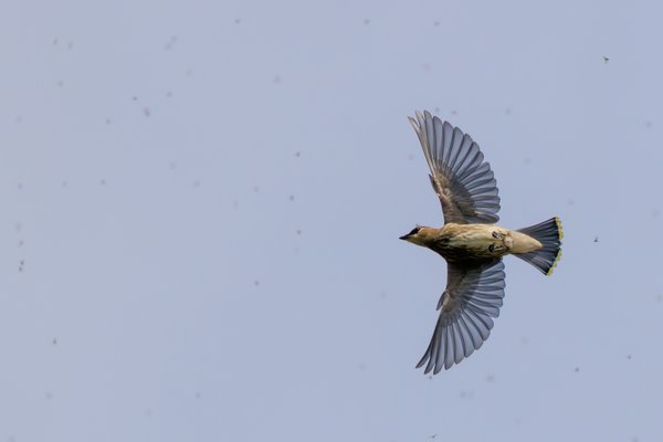 Cedar Waxwing