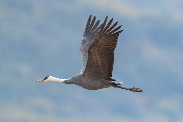 White-naped Crane