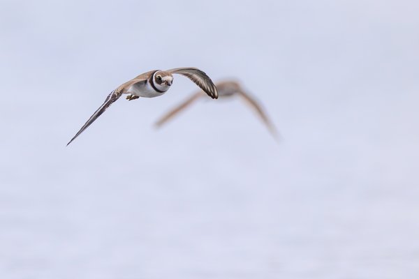 Semipalmated Plover
