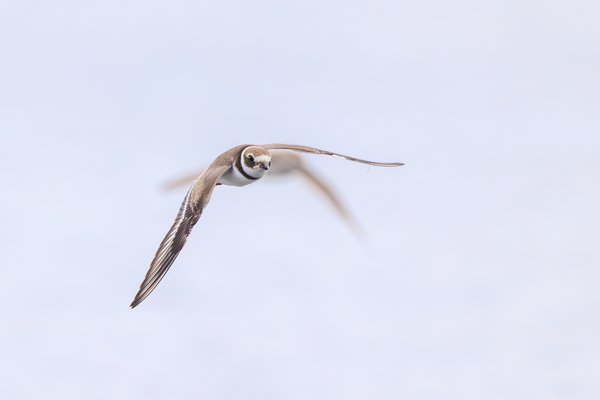 Semipalmated Plover