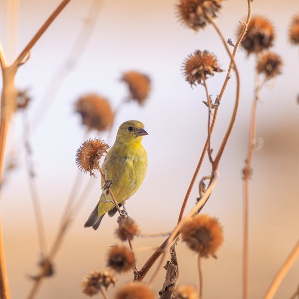 Lesser Goldfinch