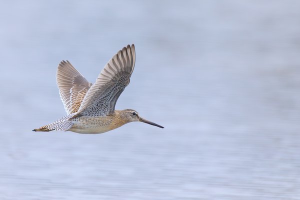 Short-billed Dowitcher