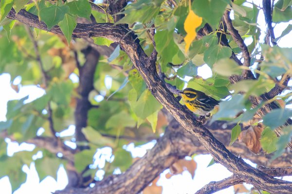 Townsend's Warbler
