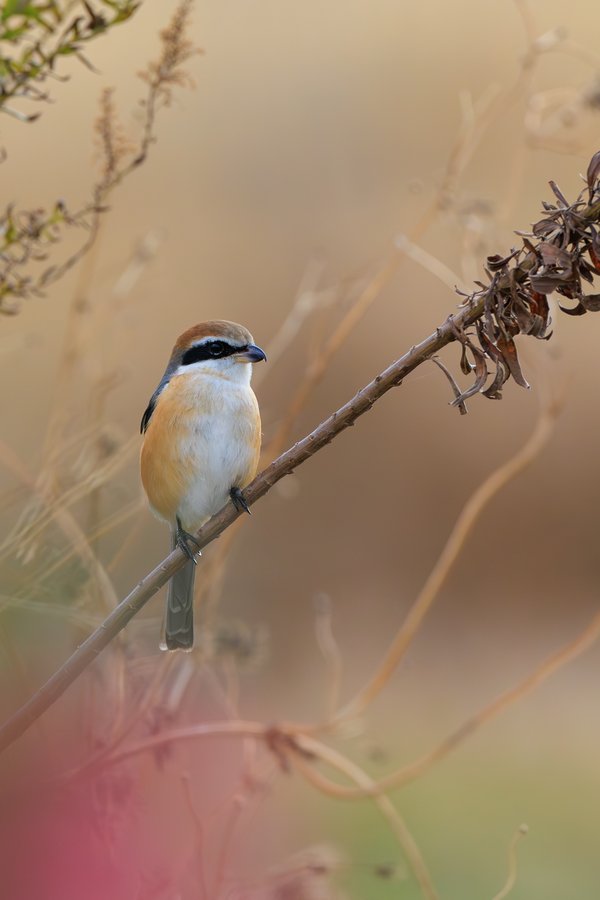 Bull-headed Shrike
