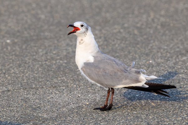 Laughing Gull