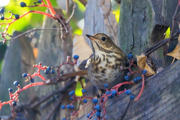 Hermit Thrush