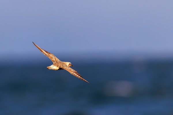 Black-bellied Plover