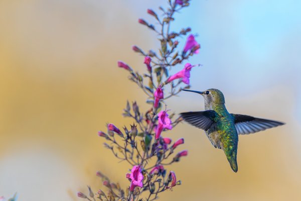 Anna's Hummingbird