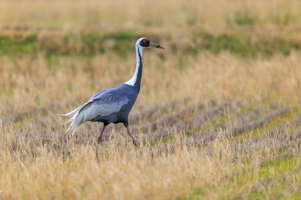 White-naped Crane
