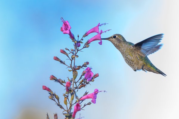 Anna's Hummingbird
