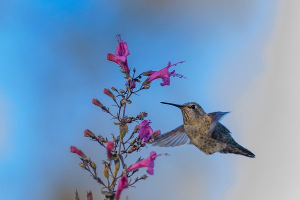 Anna's Hummingbird