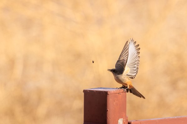 Say's Phoebe