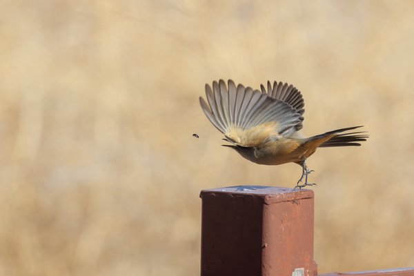 Say's Phoebe