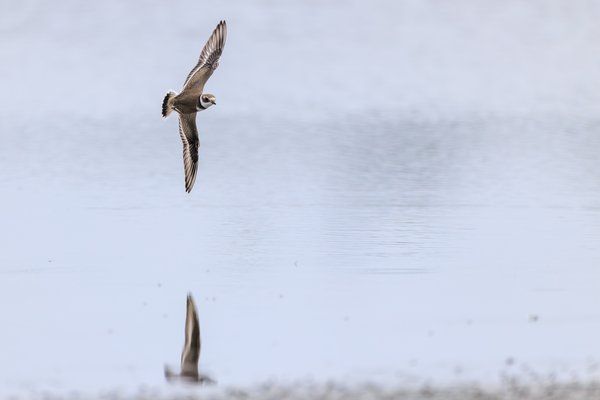 Semipalmated Plover