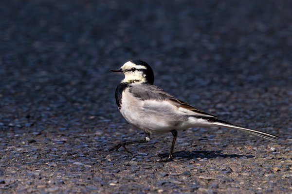White Wagtail