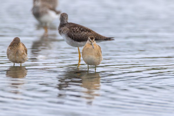 Short-billed Dowitcher