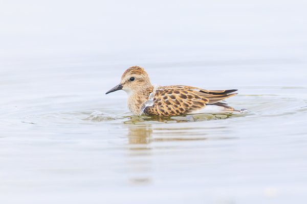 Least Sandpiper