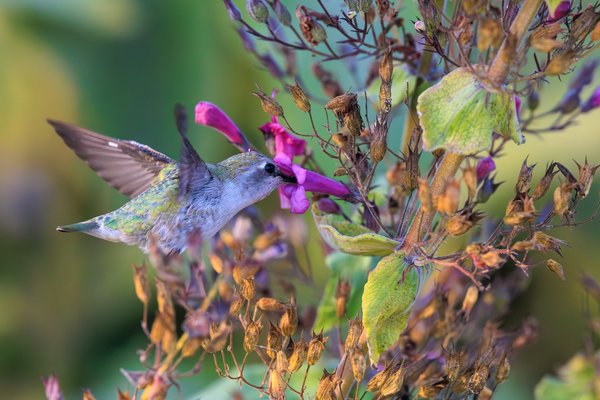 Anna's Hummingbird